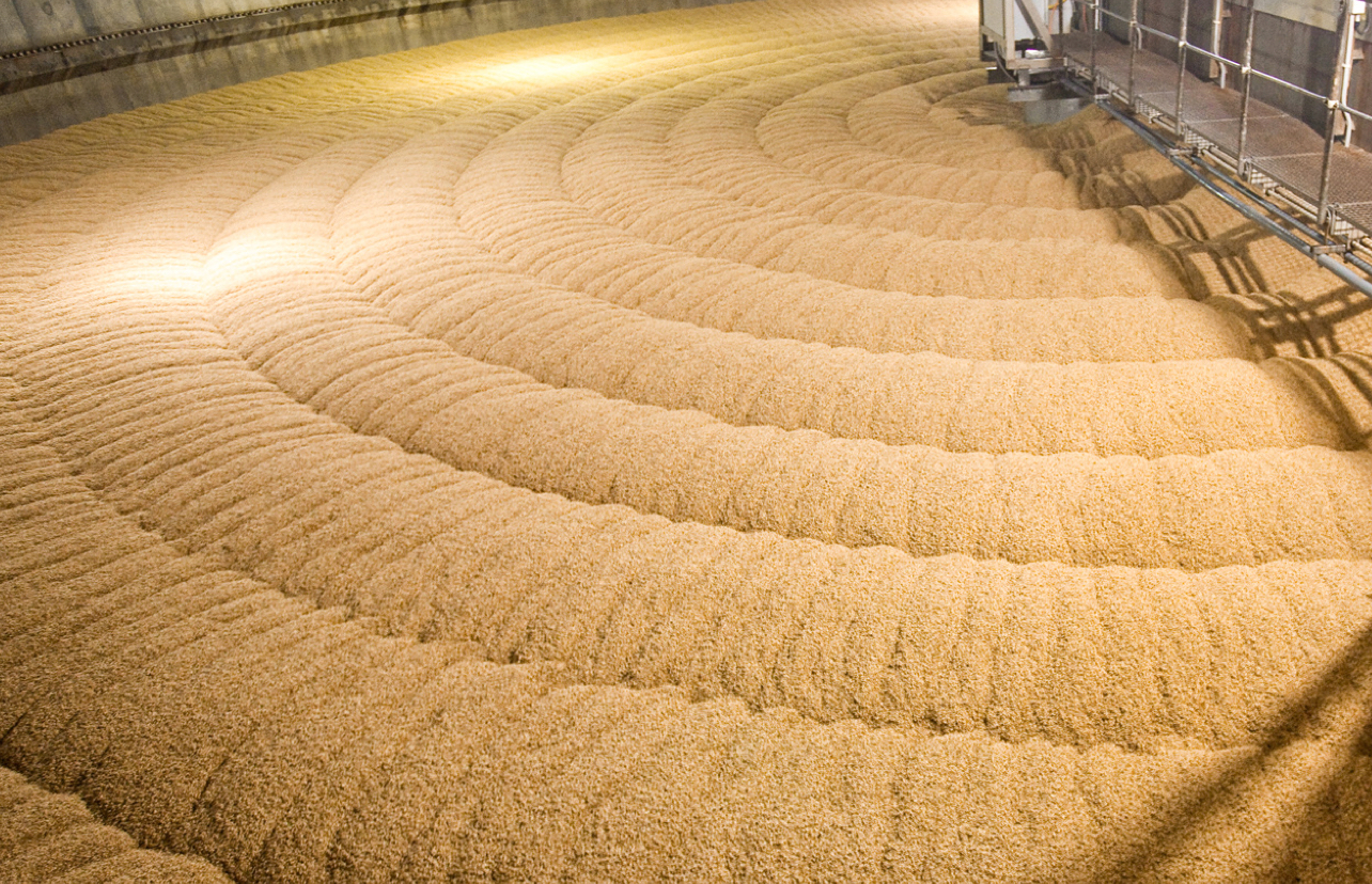 During germination, the malt grain continues to grow under controlled conditions.