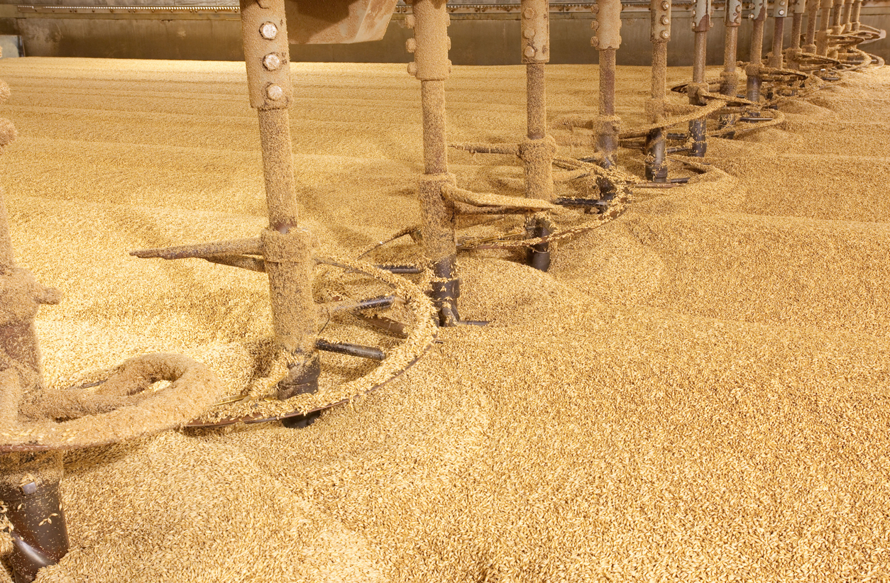 Kilning is where warm, dry air dries the germinated malt grains.