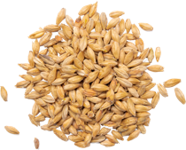 Canada Malting Flaked Brewers Oats / Bulk by lb. – F.H. Steinbart Company